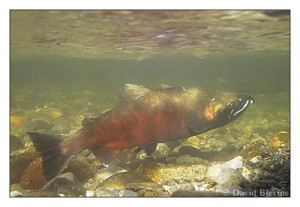 Coho Salmon by David Blevins discover your strengths