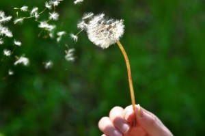 wish-Small