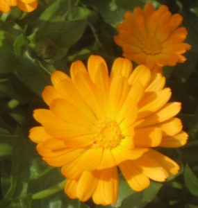 Notice the small things that bring you joy!