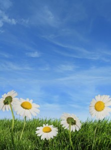 happy-daisies When you learn how to delegate effectively, it frees up time and energy to focus on what you do best and enjoy most.