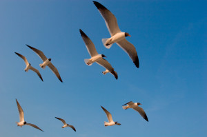 Career coaching helps you rise above your fears and doubts and discover new ways.